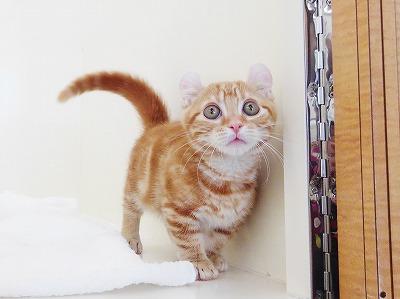 animal_image