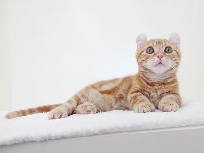 animal_image