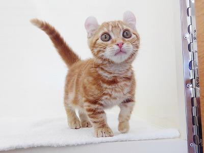 animal_image