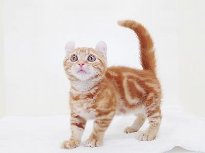 animal_image