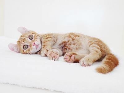 animal_image