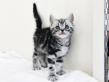 animal_image