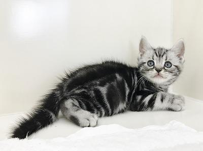 animal_image