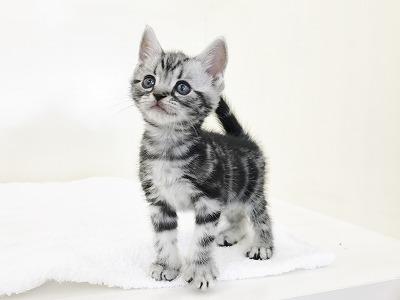 animal_image