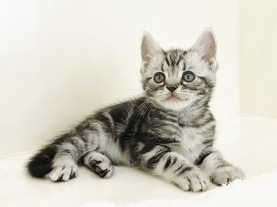 animal_image