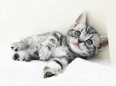 animal_image
