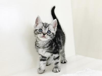 animal_image