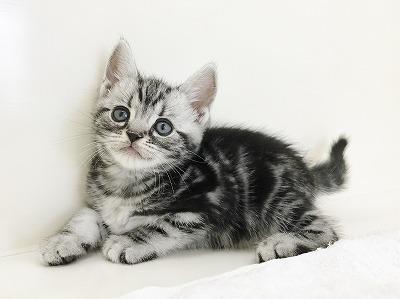 animal_image