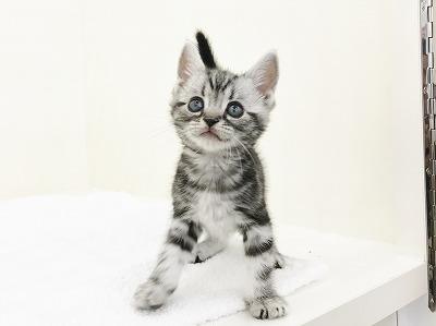 animal_image