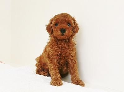 animal_image