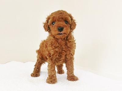 animal_image