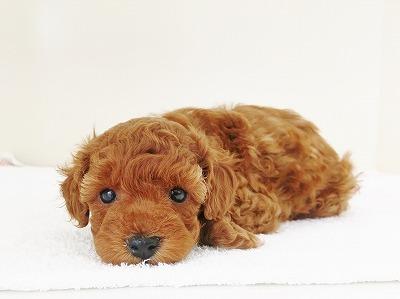 animal_image