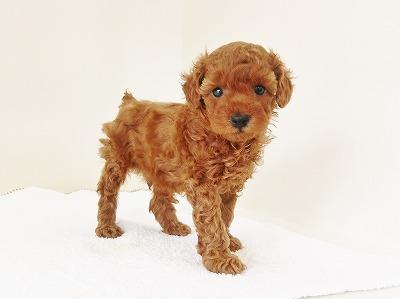 animal_image