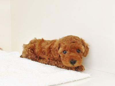 animal_image