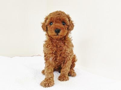 animal_image