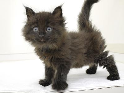 animal_image