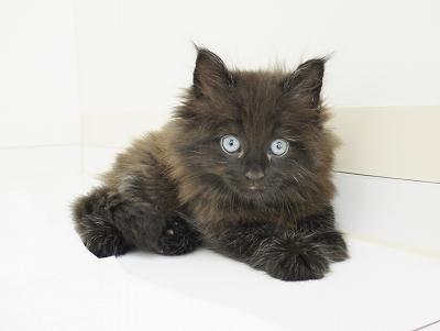 animal_image