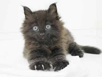 animal_image