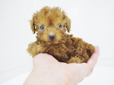 animal_image