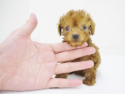 animal_image