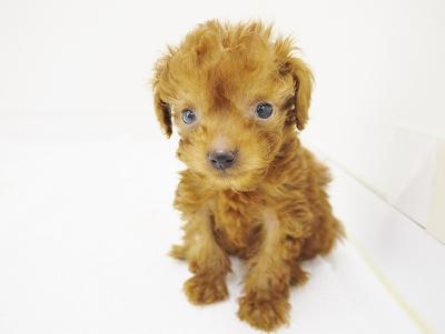 animal_image