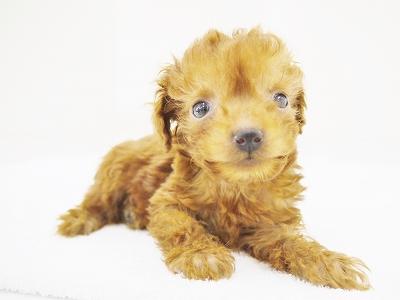 animal_image