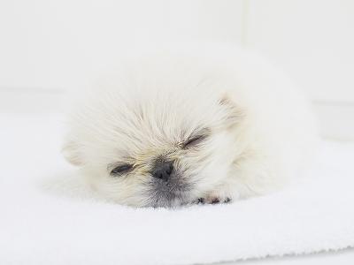 animal_image