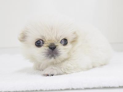 animal_image