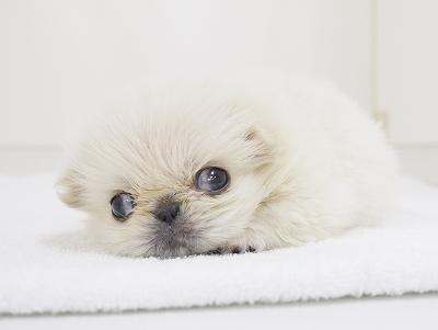 animal_image