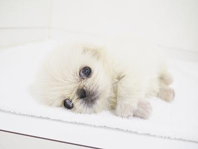 animal_image