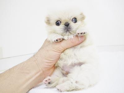 animal_image