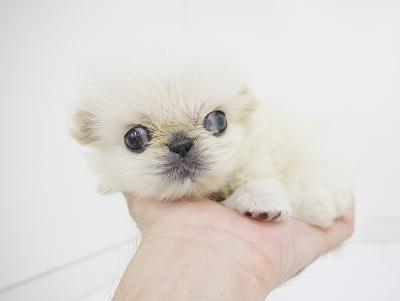 animal_image