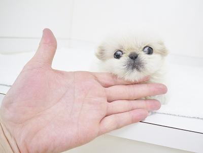 animal_image