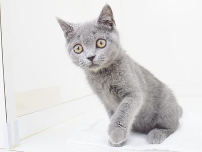 animal_image