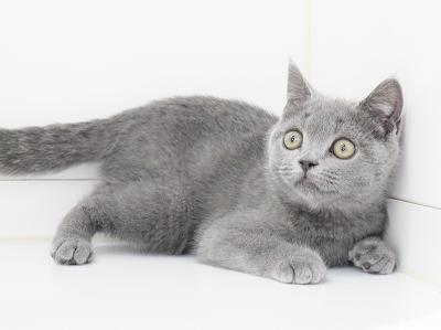 animal_image