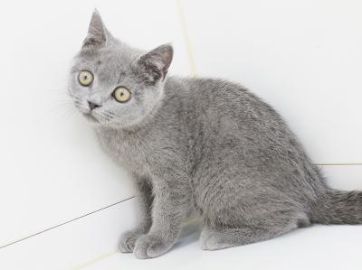 animal_image