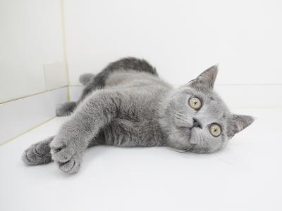 animal_image