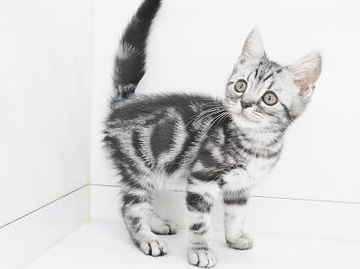 animal_image