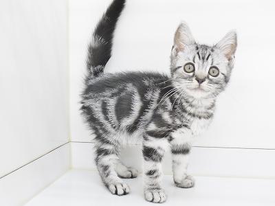 animal_image