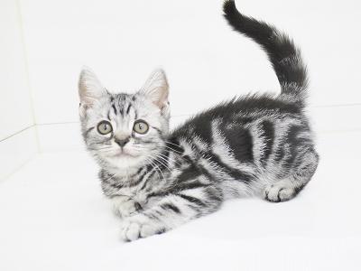 animal_image