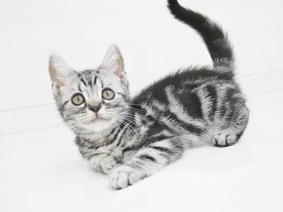 animal_image
