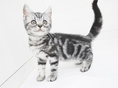 animal_image