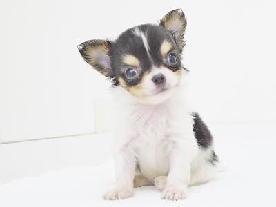 animal_image