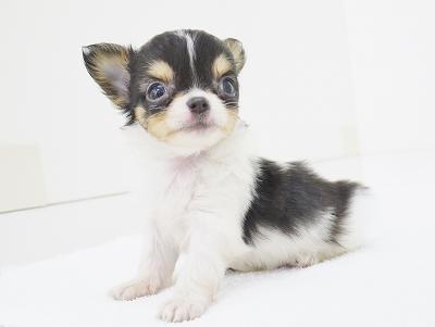 animal_image