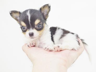 animal_image