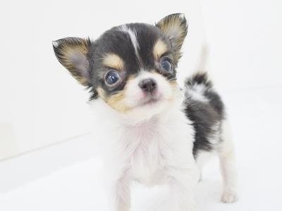 animal_image