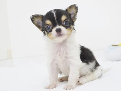 animal_image