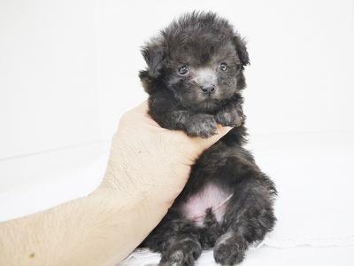 animal_image