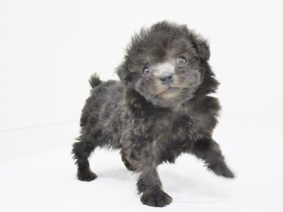 animal_image