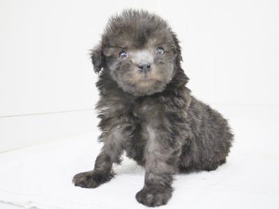 animal_image